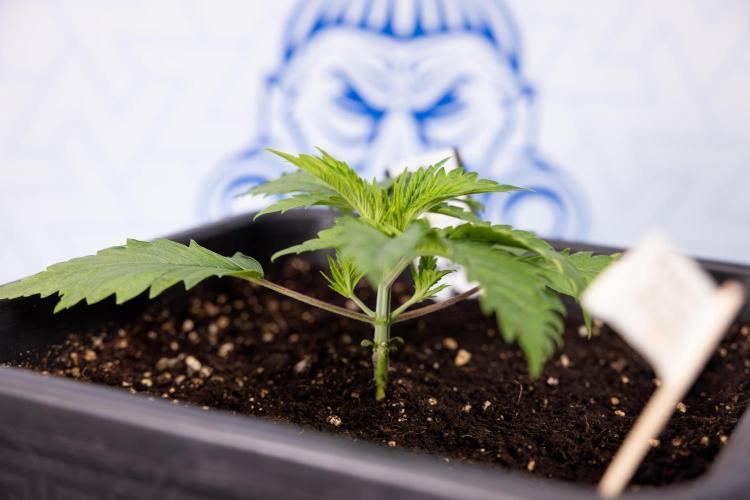 PBB  🥜- Zamnesia x B&B. Week 2 - Peanut Butter Breath - VEG - Week 2/3