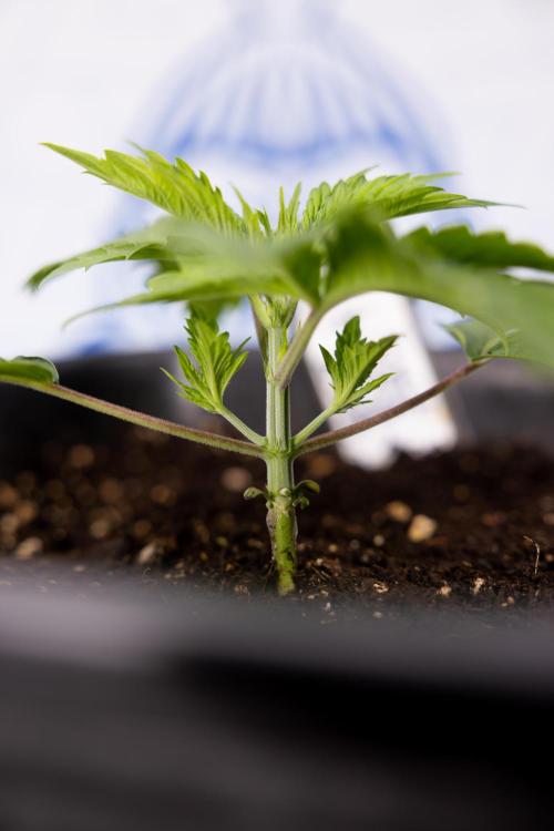 PBB  🥜- Zamnesia x B&B. Week 2 - Peanut Butter Breath - VEG - Week 2/3