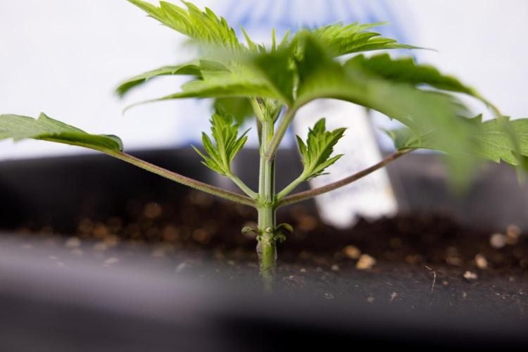 PBB  🥜- Zamnesia x B&B. Week 2 - Peanut Butter Breath - VEG - Week 2/3