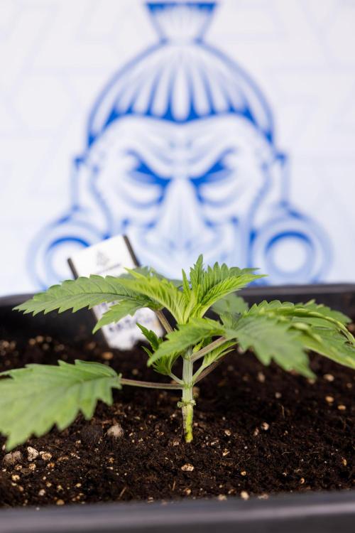 PBB  🥜- Zamnesia x B&B. Week 2 - Peanut Butter Breath - VEG - Week 2/3