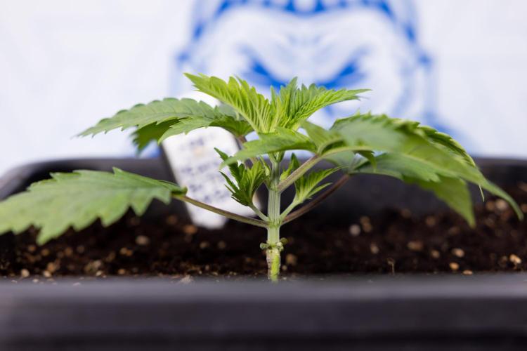 PBB  🥜- Zamnesia x B&B. Week 2 - Peanut Butter Breath - VEG - Week 2/3
