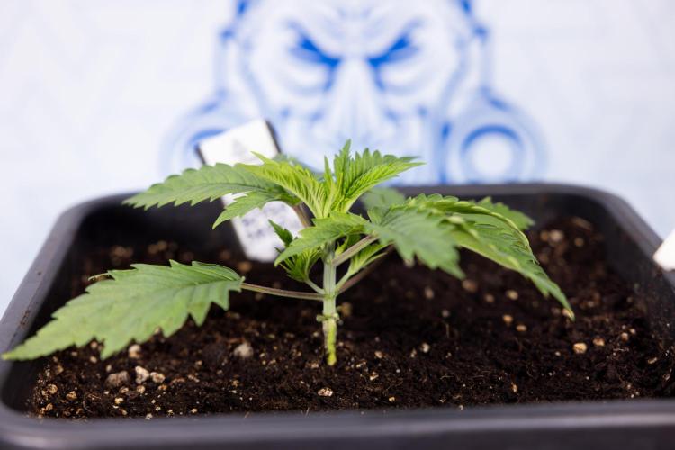 PBB  🥜- Zamnesia x B&B. Week 2 - Peanut Butter Breath - VEG - Week 2/3