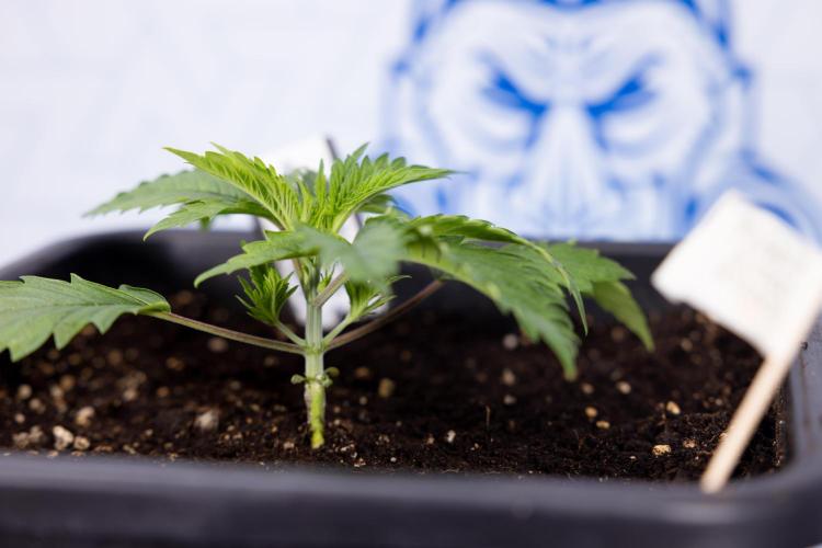 PBB  🥜- Zamnesia x B&B. Week 2 - Peanut Butter Breath - VEG - Week 2/3