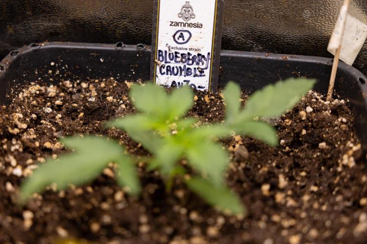 Blueberry Crumble 🔵 Auto - Z x B&B. Week 2 - Blueberry Crumble - Veg - Week 2/3