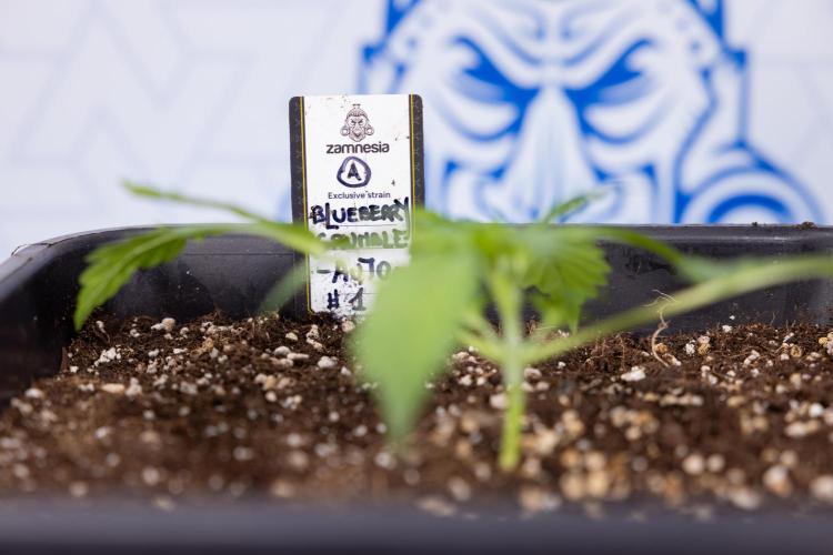 Blueberry Crumble 🔵 Auto - Z x B&B. Week 2 - Blueberry Crumble - Veg - Week 2/3