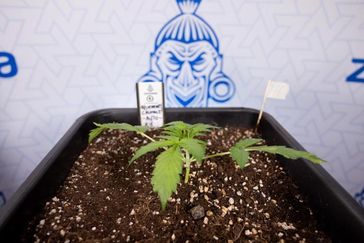 Blueberry Crumble 🔵 Auto - Z x B&B. Week 2 - Blueberry Crumble - Veg - Week 2/3