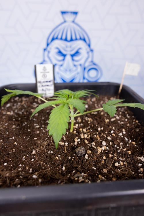 Blueberry Crumble 🔵 Auto - Z x B&B. Week 2 - Blueberry Crumble - Veg - Week 2/3
