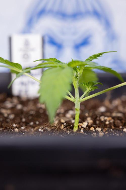 Blueberry Crumble 🔵 Auto - Z x B&B. Week 2 - Blueberry Crumble - Veg - Week 2/3