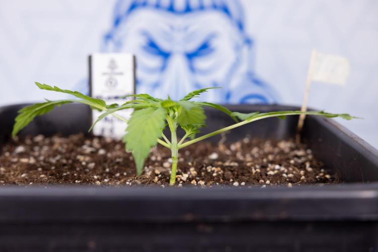 Blueberry Crumble 🔵 Auto - Z x B&B. Week 2 - Blueberry Crumble - Veg - Week 2/3