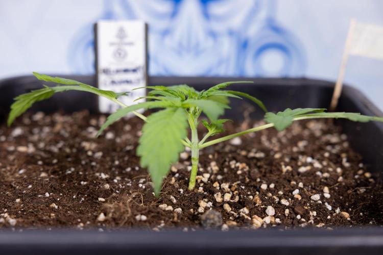 Blueberry Crumble 🔵 Auto - Z x B&B. Week 2 - Blueberry Crumble - Veg - Week 2/3