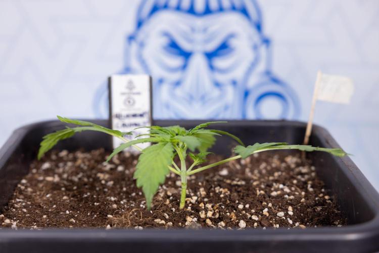 Blueberry Crumble 🔵 Auto - Z x B&B. Week 2 - Blueberry Crumble - Veg - Week 2/3