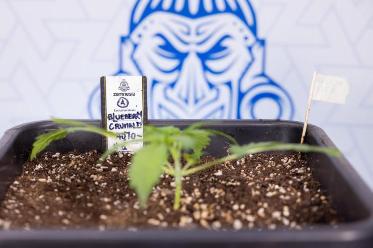 Blueberry Crumble 🔵 Auto - Z x B&B. Week 2 - Blueberry Crumble - Veg - Week 2/3