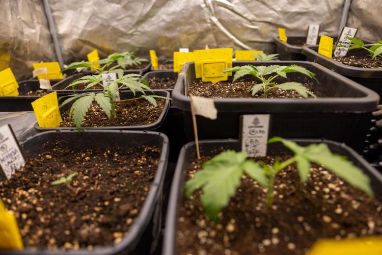 CBD FIX 🏥 Auto - Zamnesia x B&B. Week 2 - CBD FIx - Week 2/3 -   Veg