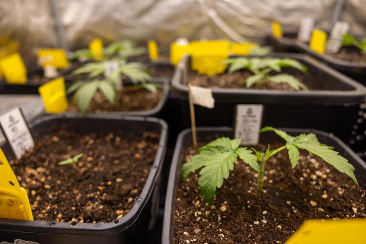 CBD FIX 🏥 Auto - Zamnesia x B&B. Week 2 - CBD FIx - Week 2/3 -   Veg
