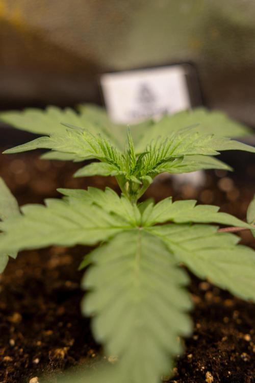 CBD FIX 🏥 Auto - Zamnesia x B&B. Week 2 - CBD FIx - Week 2/3 -   Veg