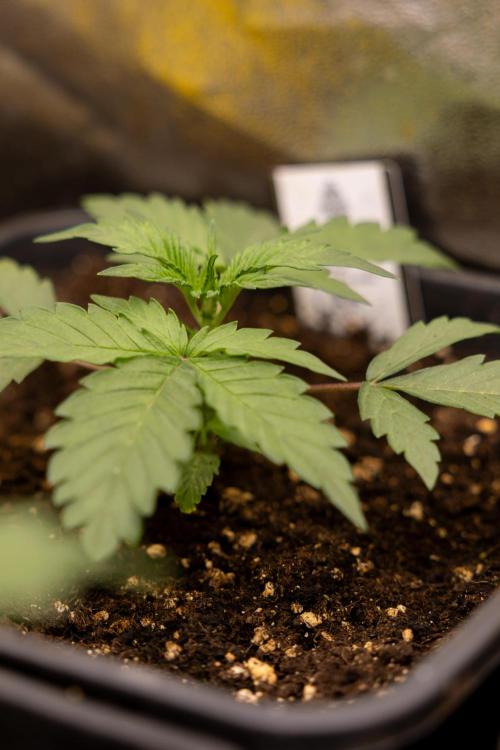 CBD FIX 🏥 Auto - Zamnesia x B&B. Week 2 - CBD FIx - Week 2/3 -   Veg