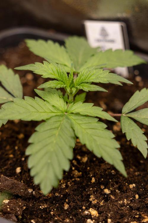 CBD FIX 🏥 Auto - Zamnesia x B&B. Week 2 - CBD FIx - Week 2/3 -   Veg