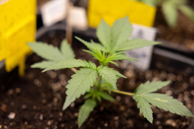 CBD FIX 🏥 Auto - Zamnesia x B&B. Week 2 - CBD FIx - Week 2/3 -   Veg