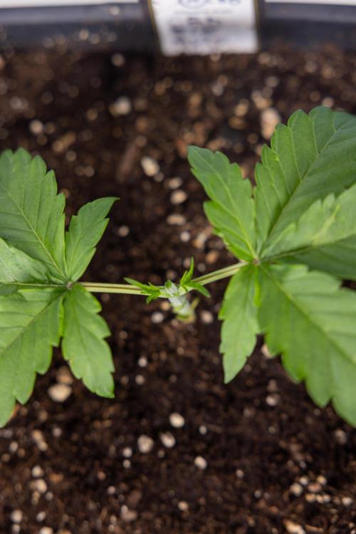 CBD FIX 🏥 Auto - Zamnesia x B&B. Week 2 - CBD FIx - Week 2/3 -   Veg