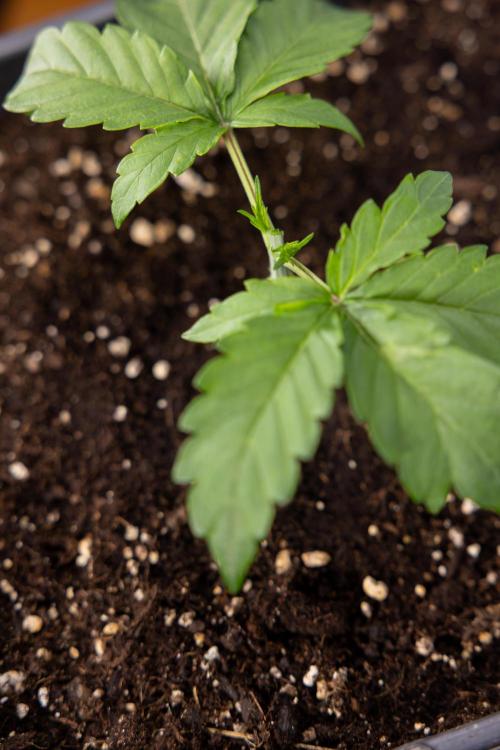 CBD FIX 🏥 Auto - Zamnesia x B&B. Week 2 - CBD FIx - Week 2/3 -   Veg