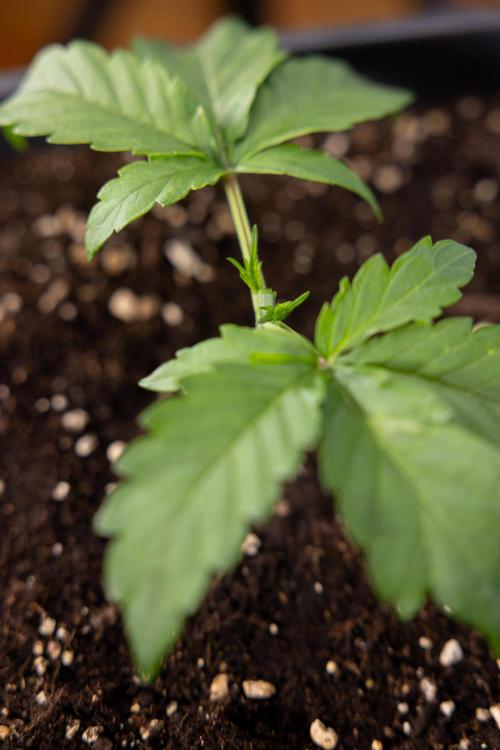 CBD FIX 🏥 Auto - Zamnesia x B&B. Week 2 - CBD FIx - Week 2/3 -   Veg