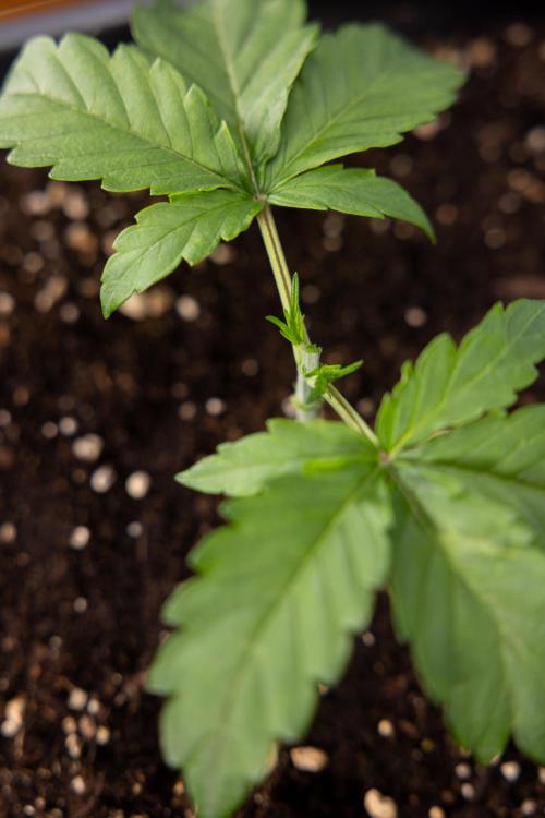 CBD FIX 🏥 Auto - Zamnesia x B&B. Week 2 - CBD FIx - Week 2/3 -   Veg