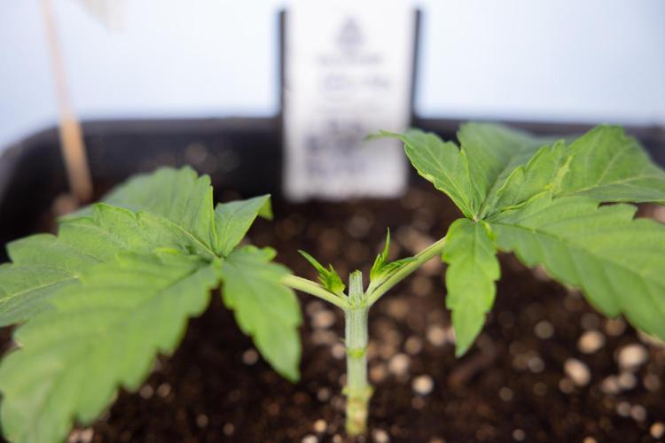CBD FIX 🏥 Auto - Zamnesia x B&B. Week 2 - CBD FIx - Week 2/3 -   Veg