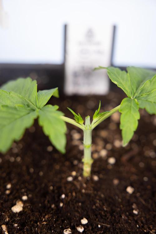 CBD FIX 🏥 Auto - Zamnesia x B&B. Week 2 - CBD FIx - Week 2/3 -   Veg