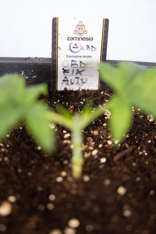 CBD FIX 🏥 Auto - Zamnesia x B&B. Week 2 - CBD FIx - Week 2/3 -   Veg