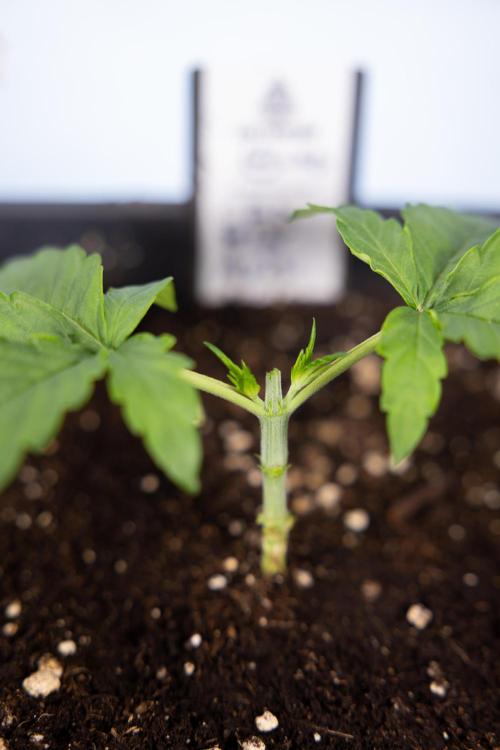 CBD FIX 🏥 Auto - Zamnesia x B&B. Week 2 - CBD FIx - Week 2/3 -   Veg