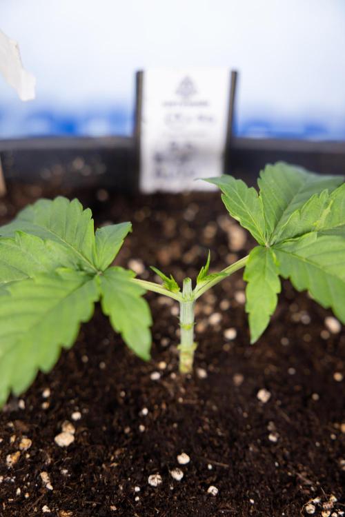CBD FIX 🏥 Auto - Zamnesia x B&B. Week 2 - CBD FIx - Week 2/3 -   Veg