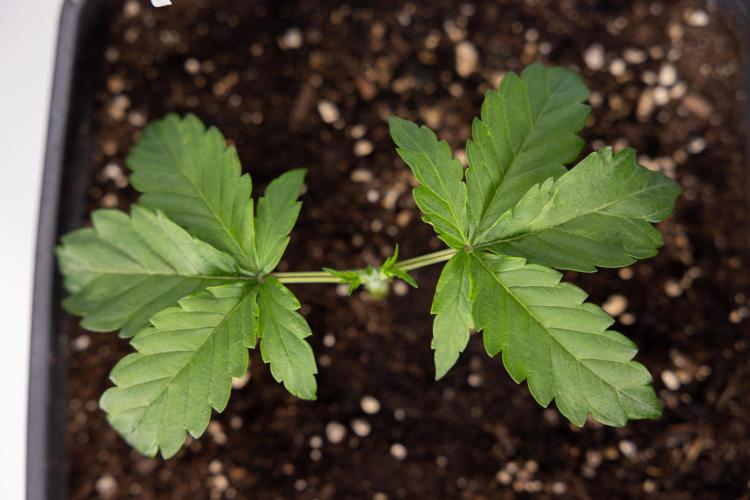 CBD FIX 🏥 Auto - Zamnesia x B&B. Week 2 - CBD FIx - Week 2/3 -   Veg