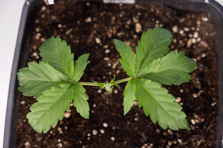 CBD FIX 🏥 Auto - Zamnesia x B&B. Week 2 - CBD FIx - Week 2/3 -   Veg