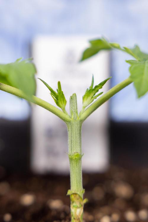 CBD FIX 🏥 Auto - Zamnesia x B&B. Week 2 - CBD FIx - Week 2/3 -   Veg