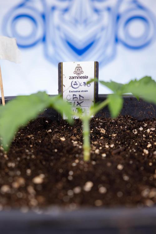 CBD FIX 🏥 Auto - Zamnesia x B&B. Week 2 - CBD FIx - Week 2/3 -   Veg