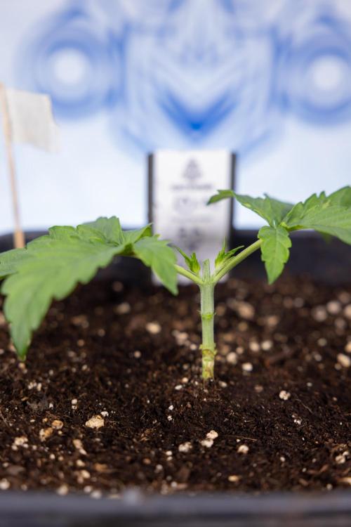 CBD FIX 🏥 Auto - Zamnesia x B&B. Week 2 - CBD FIx - Week 2/3 -   Veg