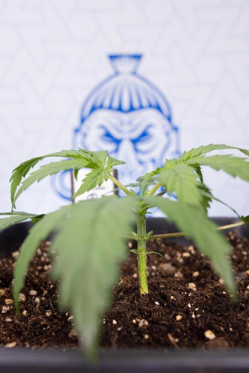 Godfather OG ✞ Auto - Zamnesia x B&B. Week 2