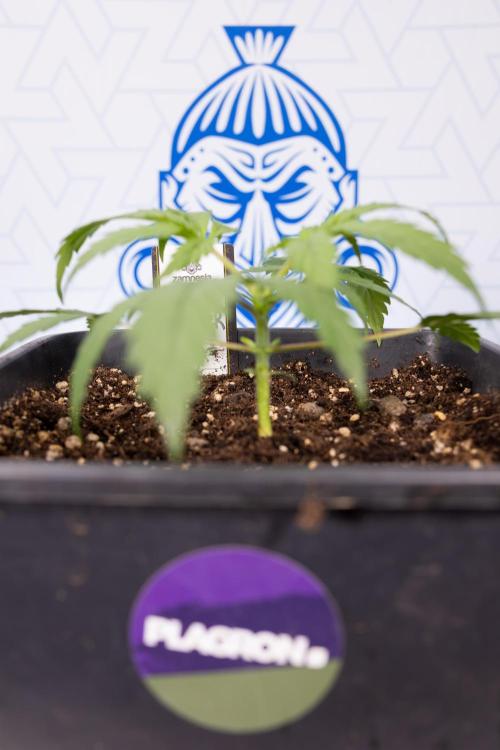 Godfather OG ✞ Auto - Zamnesia x B&B. Week 2