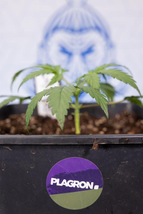 Godfather OG ✞ Auto - Zamnesia x B&B. Week 2
