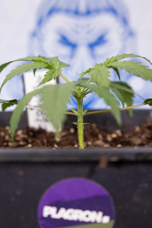 Godfather OG ✞ Auto - Zamnesia x B&B. Week 2