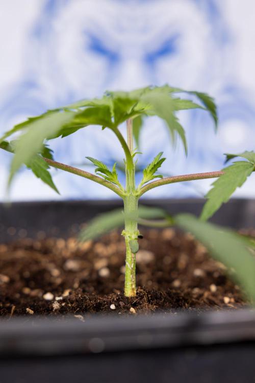 Godfather OG ✞ Auto - Zamnesia x B&B. Week 2