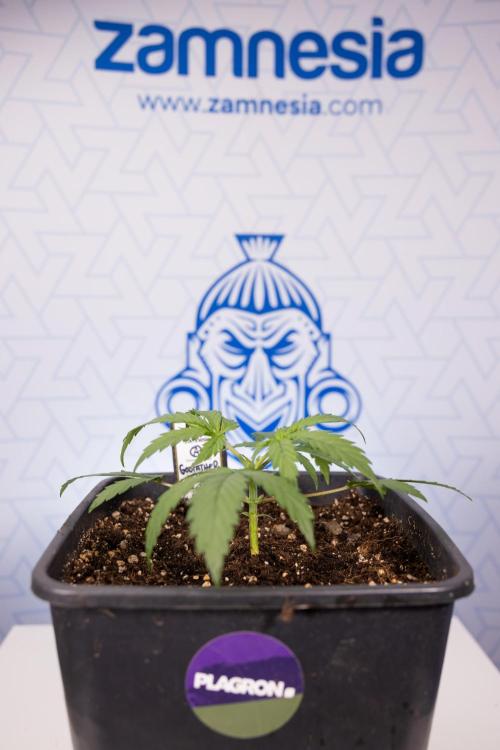 Godfather OG ✞ Auto - Zamnesia x B&B. Week 2