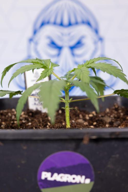 Godfather OG ✞ Auto - Zamnesia x B&B. Week 2
