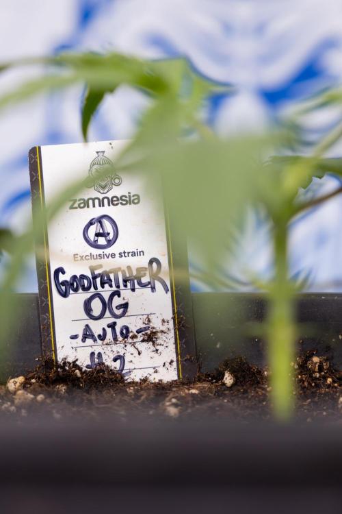 Godfather OG ✞ Auto - Zamnesia x B&B. Week 2