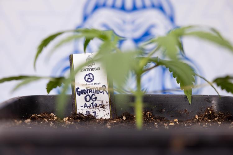 Godfather OG ✞ Auto - Zamnesia x B&B. Week 2