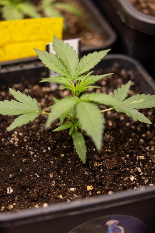 Chocolope 🍫 Auto - Zamnesia x B&B. Week 2 - Chocolope - Week 2/3 - VEG