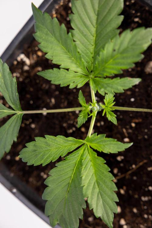 Chocolope 🍫 Auto - Zamnesia x B&B. Week 2 - Chocolope - Week 2/3 - VEG