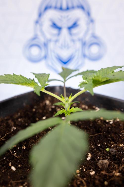 Chocolope 🍫 Auto - Zamnesia x B&B. Week 2 - Chocolope - Week 2/3 - VEG