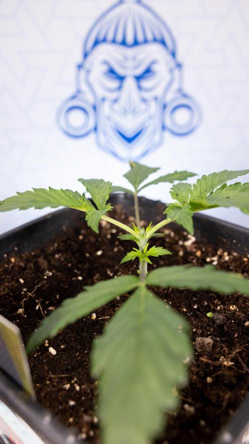 Chocolope 🍫 Auto - Zamnesia x B&B. Week 2 - Chocolope - Week 2/3 - VEG