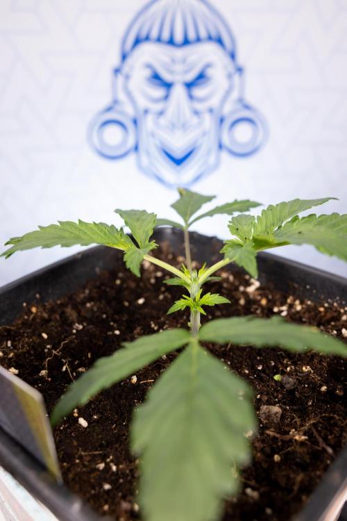 Chocolope 🍫 Auto - Zamnesia x B&B. Week 2 - Chocolope - Week 2/3 - VEG